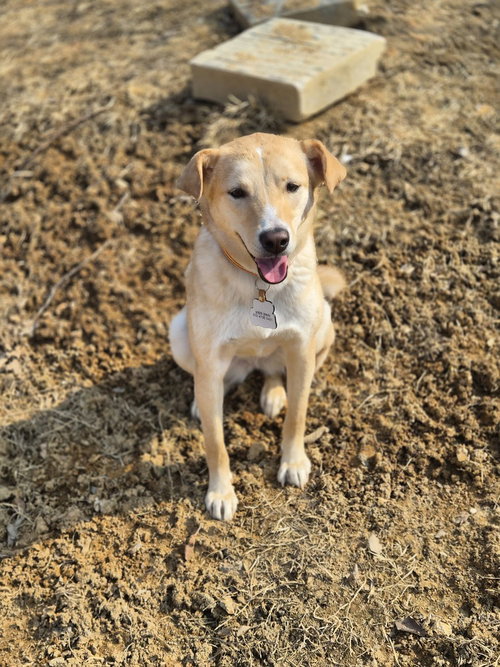 MADELEINE (S. KOREA) HZ - Jindo (Korean) available for adoption