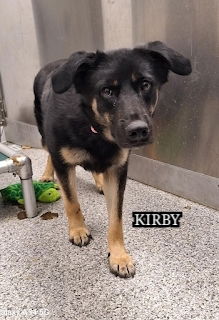 adoptable Dog in Langley, BC named URGENT DOG - Courtesy Post