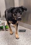 adoptable Dog in , BC named URGENT DOG - Courtesy Post