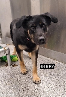 URGENT DOG - COURTESY POST - Terrier available for adoption