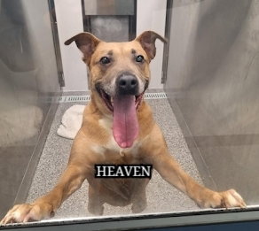 URGENT DOG - COURTESY POST - Terrier available for adoption