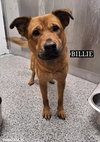 URGENT DOG - Courtesy Post - Photo 3