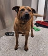 URGENT DOG - Courtesy Post - Photo 4