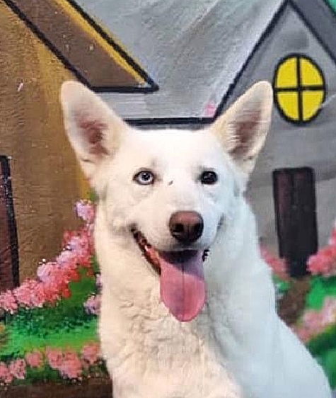 adoptable Dog in Langley, BC named LUNAH (Mid-East) kt