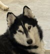 adoptable Dog in , BC named MUKLUK (Mid-East) yo