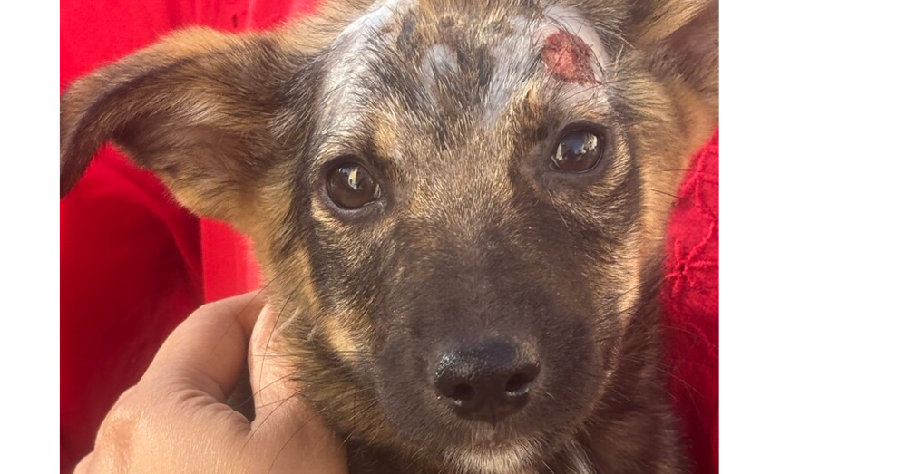 adoptable Dog in Langley, BC named Dewey (India) sv