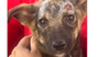 adoptable Dog in , BC named Dewey (India) sv