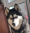 adoptable Dog in  named MADISYN (Mid-East) yo