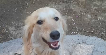 adoptable Dog in Langley, BC named CLEMENTINE (Middle East) LF