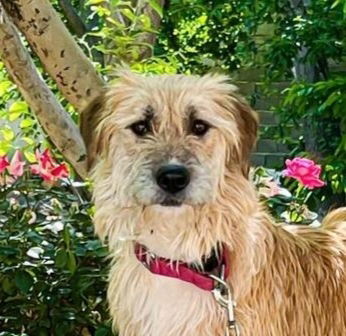 adoptable Dog in Langley, BC named Diamond (Mid-East) st