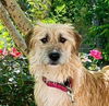 adoptable Dog in Langley, BC named Diamond (Mid-East) st