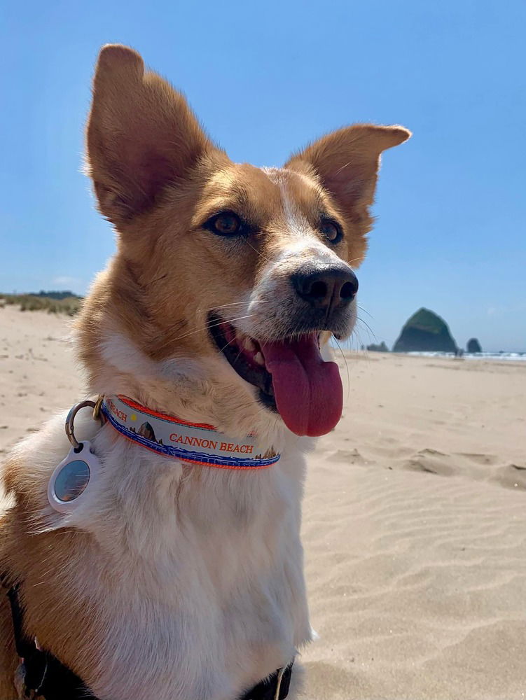 adoptable Dog in Langley, BC named Indy (Courtesy Post)