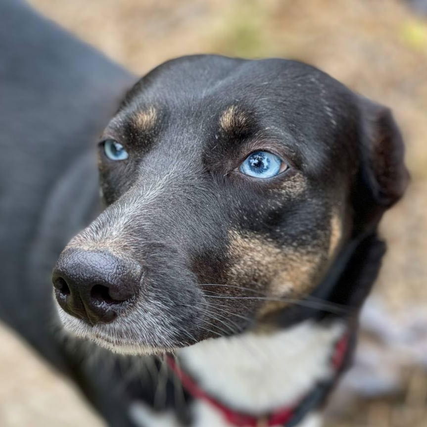 adoptable Dog in Langley, BC named BABY BLUE (Rep of Georgia) yo