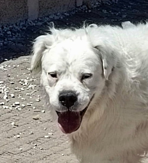 PAMUK (TURKEY) KT - Golden Retriever / Boxer available for adoption