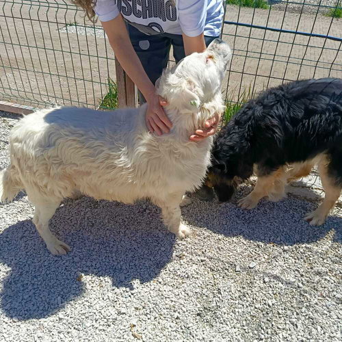 PAMUK (TURKEY) KT - Golden Retriever / Boxer available for adoption