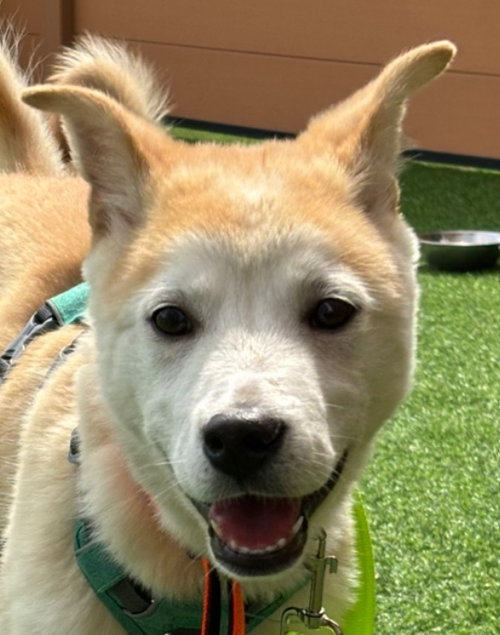 MUFFIN (S. KOREA) HZ - Jindo (Korean) available for adoption