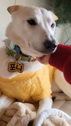 Muffin (S. Korea) hz - Photo 2
