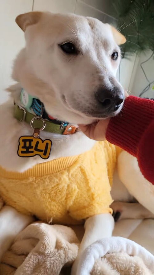 MUFFIN (S. KOREA) HZ - Jindo (Korean) available for adoption
