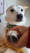 Muffin (S. Korea) hz - Photo 3