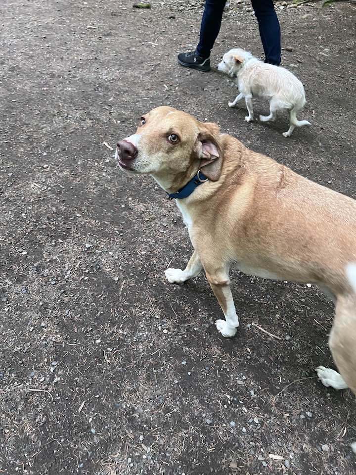 adoptable Dog in Langley, BC named ELIO - local - sf/kt