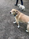adoptable Dog in , BC named ELIO - local - sf/kt