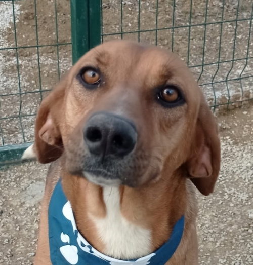 NOVA (TURKEY) KT - TRIPAW - Pointer / Beagle available for adoption
