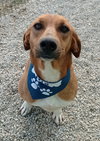 NOVA (Turkey) kt - Tripaw - Photo 3