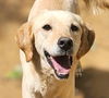 adoptable Dog in , BC named Maddie (Lebanon) nt
