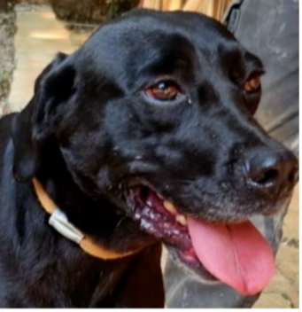 adoptable Dog in Langley, BC named Glorie (Lebanon) nt