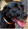 adoptable Dog in , BC named Glorie (Lebanon) nt