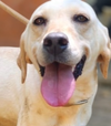 adoptable Dog in , BC named Kelpie (Lebanon) nt