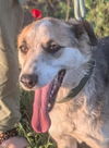 adoptable Dog in , BC named ROAD (Rep of Geo) yo, summer flt
