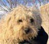 adoptable Dog in , BC named KENJI (Mid-East) yo