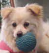 adoptable Dog in  named LOUNA (Mid-East) yo