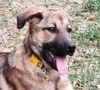 adoptable Dog in  named FANDOGH (Mid-East) - sf
