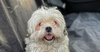 adoptable Dog in  named PHOEBE (Mid-East) LF - Bond w/ Daphne