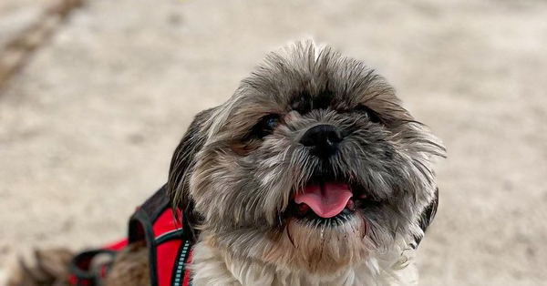 adoptable Dog in Langley, BC named DAPHNE (Mid-East) LF - Bond w/ Phoebe