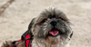 adoptable Dog in  named DAPHNE (Mid-East) LF - Bond w/ Phoebe