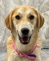 adoptable Dog in  named BACHEE (Mid-East) yo