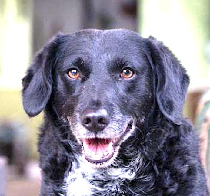 adoptable Dog in Langley, BC named RHOZIE (Rep of Geo) yo