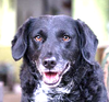 adoptable Dog in , BC named RHOZIE (Rep of Geo) yo