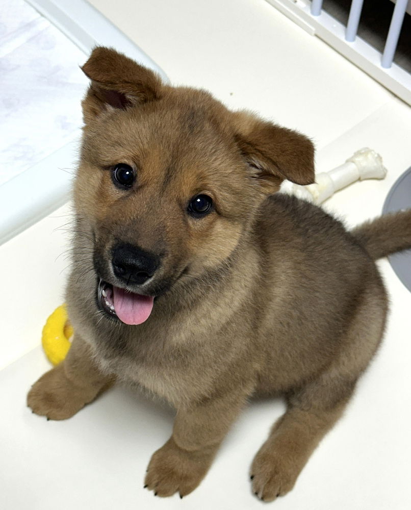 adoptable Dog in Langley, BC named Panini (S. Korea) hz