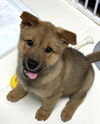 adoptable Dog in  named Panini (S. Korea) hz