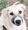 adoptable Dog in , BC named REMY (Middle East) yo