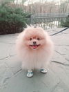 adoptable Dog in  named Chitos (Middle East ST)