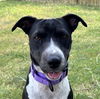 adoptable Dog in , BC named FLORA (Texas) KY