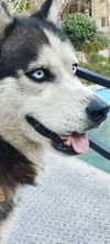 adoptable Dog in  named RANGO (Mid-East) yo