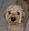 adoptable Dog in  named FLETCHER (Mid-East)  yo