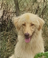 adoptable Dog in  named Archie (Mid-East) sm
