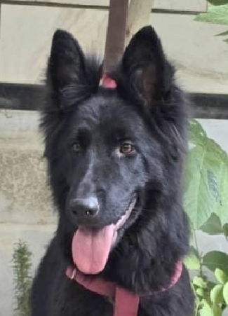 adoptable Dog in Langley, BC named Dama (Middle East) K.P